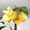 dendrobium gatton sunray